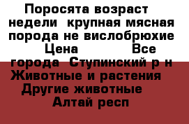 Поросята возраст 4 недели, крупная мясная порода(не вислобрюхие ) › Цена ­ 4 000 - Все города, Ступинский р-н Животные и растения » Другие животные   . Алтай респ.